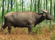 Tamaraw