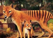 Tasmanian Wolf